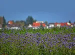 20140315-tag-der-jugendweihe-04