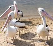 3er-Akro Beach